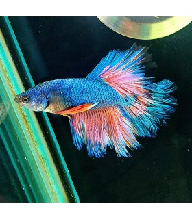 Betta Macho Selecto Nº223