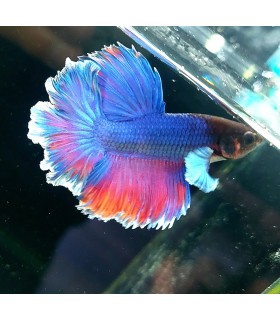 Betta Macho Selecto Nº224