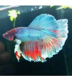 Betta Macho Selecto Nº225