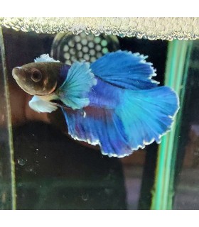 Betta Macho Selecto Nº230