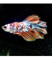 Betta Macho Selecto Nº229