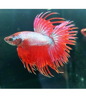 Betta Macho Selecto Nº226