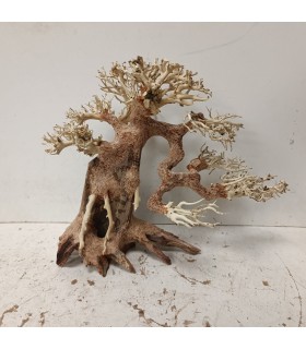 Bonsai talla M - Nº277