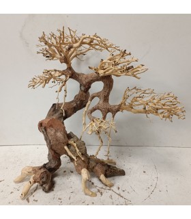 Bonsai talla L - Nº279