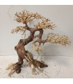 Bonsai talla L - Nº279