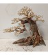 Bonsai talla L - Nº280