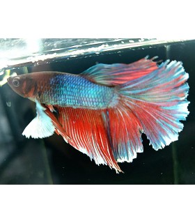 Betta Macho Selecto Nº233