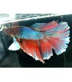 Betta Macho Selecto Nº233