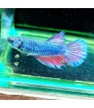 Betta Macho Selecto Nº234