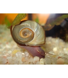 Caracol Planorbis Común