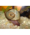 Caracol Planorbis Común